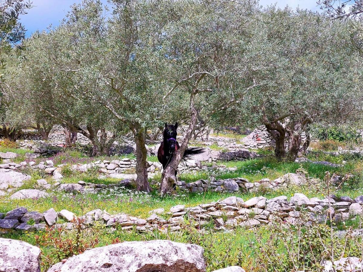 Guest House Tsanes Πινακοχώρι Εξωτερικό φωτογραφία