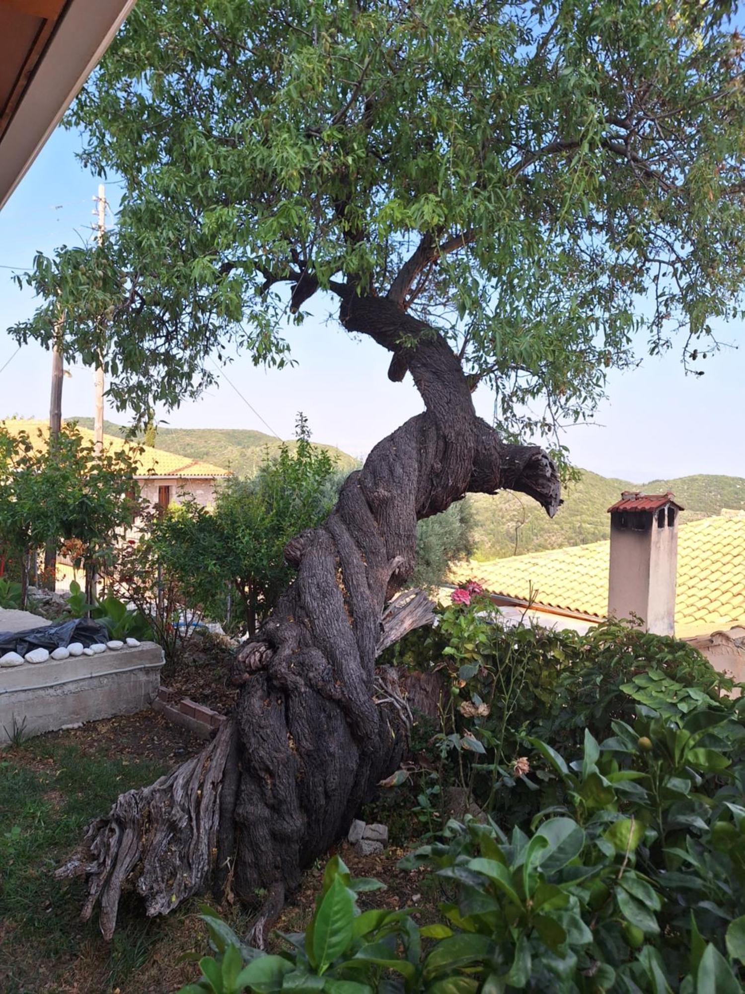 Guest House Tsanes Πινακοχώρι Εξωτερικό φωτογραφία