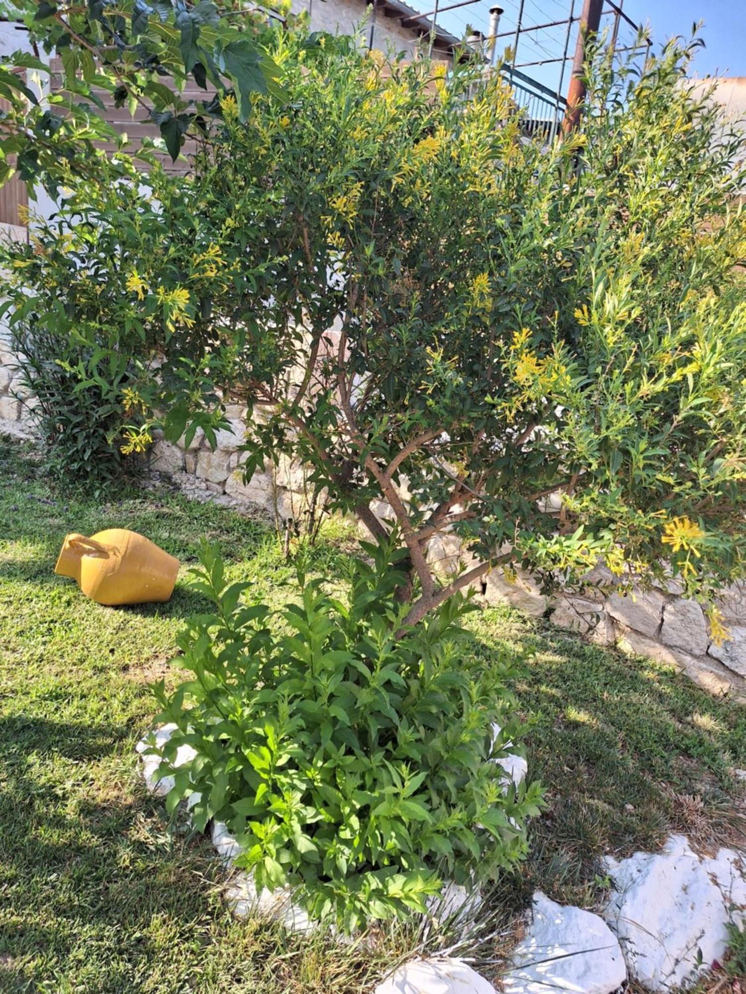Guest House Tsanes Πινακοχώρι Εξωτερικό φωτογραφία